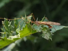 Tipula ultima thumbnail 2