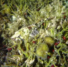 Smoothhead Sculpin thumbnail 4