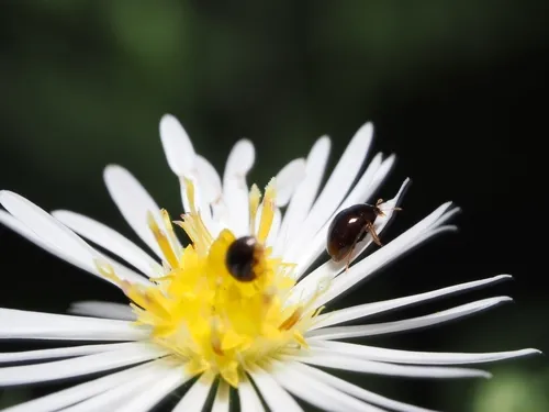 Olibrus semistriatus
