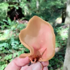 hare's ear thumbnail 4