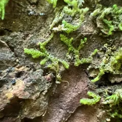 Pacific Fuzzwort thumbnail 4