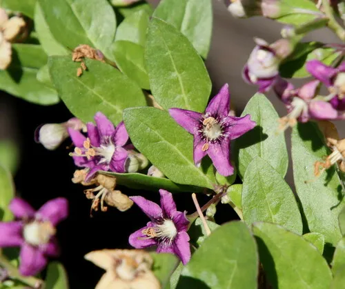 Chinese teaplant