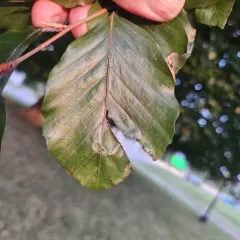 Beech leaf-mining weevil thumbnail 4