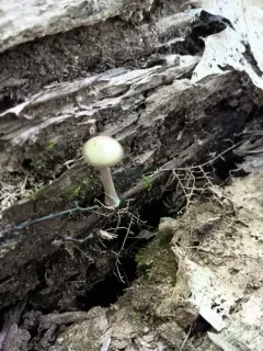 Entoloma fusciceps thumbnail 2