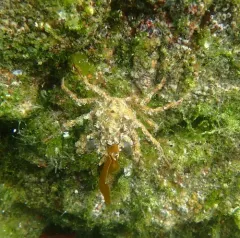 Cryptic Kelp Crab thumbnail 3