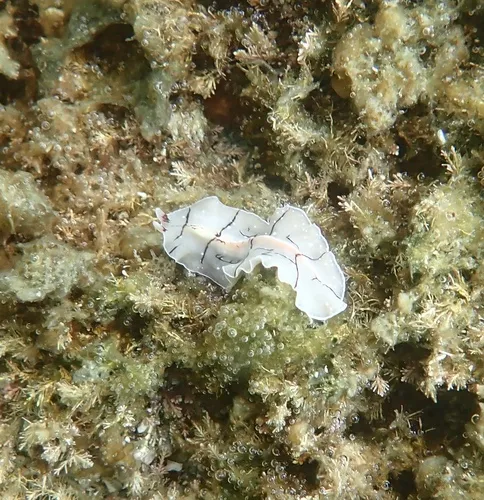 Striped Polyclad Worm