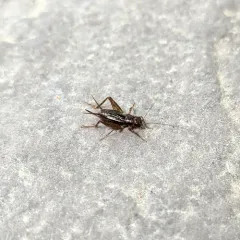 Carolina Ground Cricket thumbnail 3