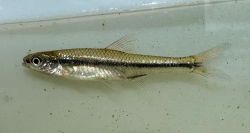 Pugnose Minnow