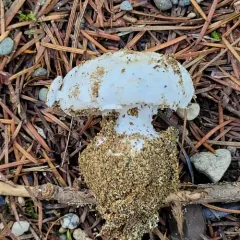 Smith's Amanita thumbnail 2