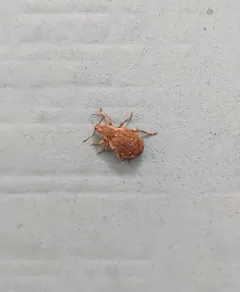 Nemocestes puncticollis thumbnail 3