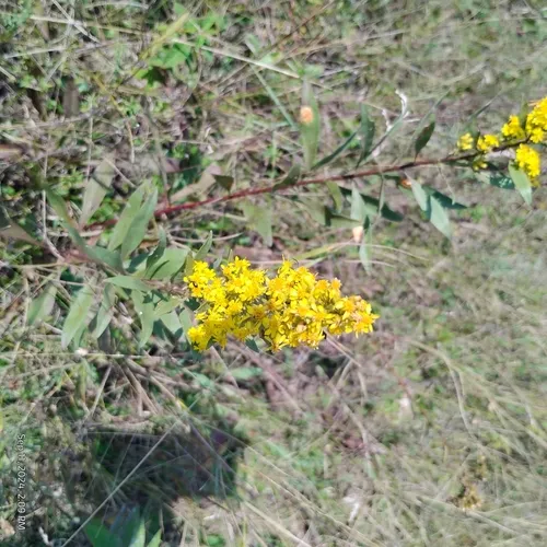 stiff-leaved showy goldenrod