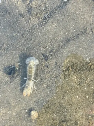 Coastal Mud Shrimp