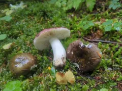 Russula graminea thumbnail 3