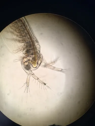 Sida crystallina