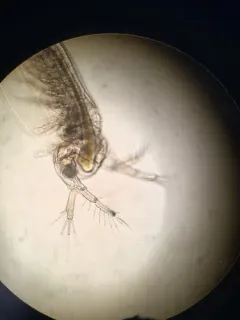 Sida crystallina thumbnail 1