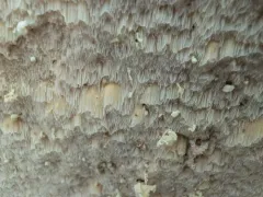Laetiporus dilatohyphus thumbnail 2