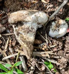 Catathelasma ventricosum thumbnail 2