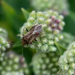 Neortholomus scolopax thumbnail 3