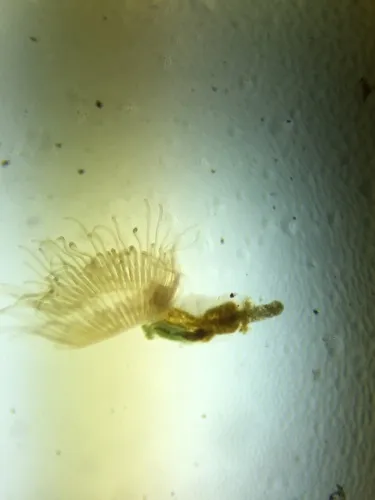 Carter's Moss Animal