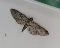 Eupithecia interruptofasciata thumbnail 3