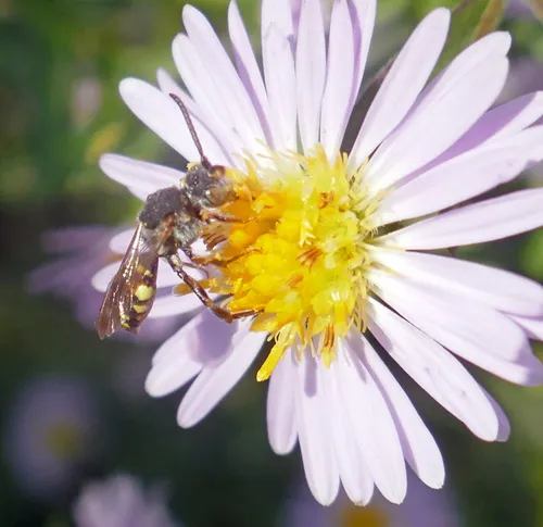 Banks' Nomad Bee