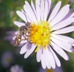 Banks' Nomad Bee thumbnail 1
