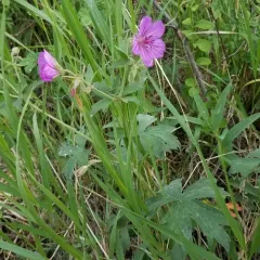 sticky geranium thumbnail 3