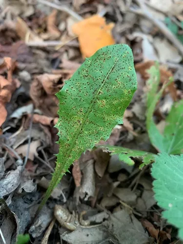 dandelion rust