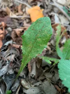 dandelion rust thumbnail 1