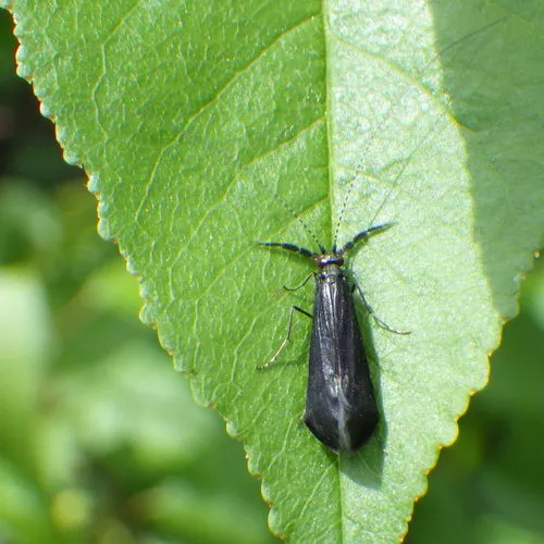 Black Dancer Caddisfly