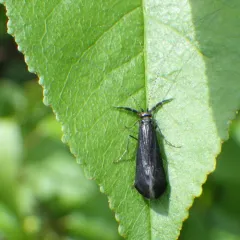 Black Dancer Caddisfly thumbnail 1