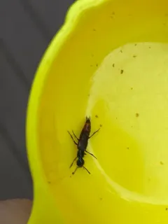 Hesperus baltimorensis thumbnail 4