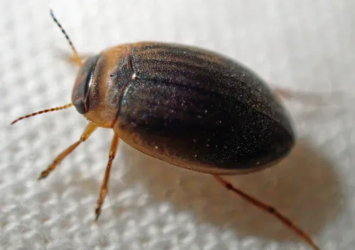 Hygrotus impressopunctatus