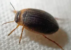 Hygrotus impressopunctatus thumbnail 1