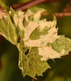 Grape Erineum Mite thumbnail 3