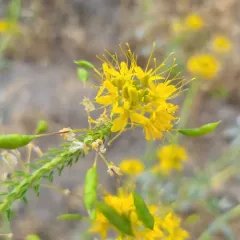 yellow beeplant thumbnail 2