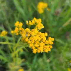 western goldenrod thumbnail 4