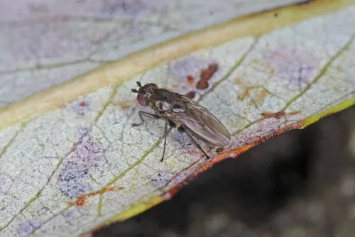 Rachispoda subpiligera