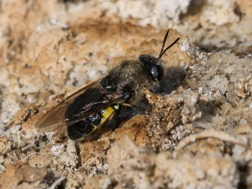 Stratiomys discaloides