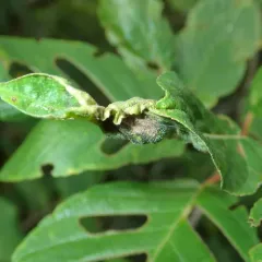 Coffeeberry Midrib Gall Moth thumbnail 4