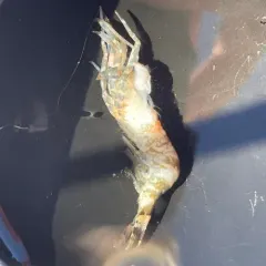 Stout Coastal Shrimp thumbnail 4