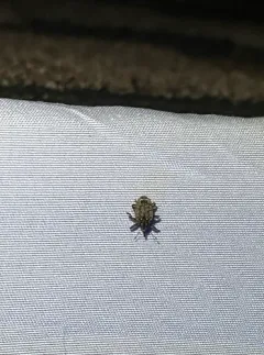 Thin-nosed Curculio thumbnail 3