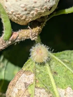 hackberry top-shaped gall midge thumbnail 2