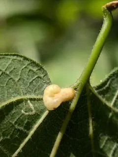 Hackberry Pear-shaped Gall Midge thumbnail 4