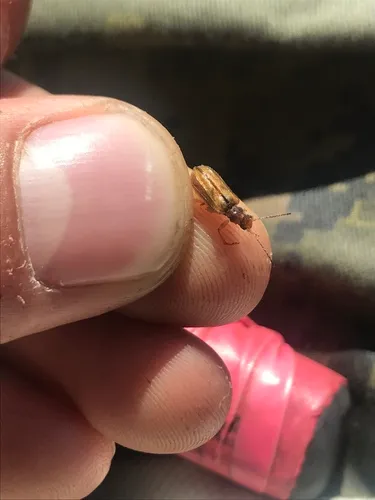 Syneta extorris