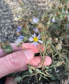 western meadow aster thumbnail 4