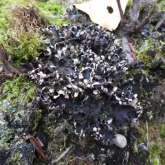 Blacksaddle pelt lichen thumbnail 3