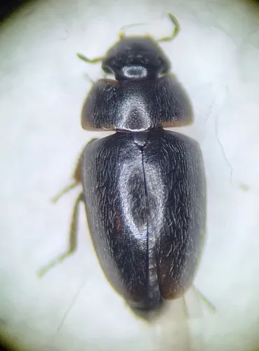 Limnebius alutaceus
