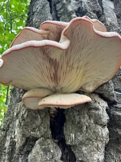 Lentinellus vulpinus thumbnail 4