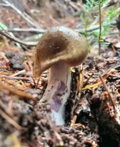 Thaxterogaster sphagnophilus thumbnail 1